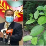 Kedah Assembly urges Putrajaya to legalize Ketum leaves for export purposes 2022
