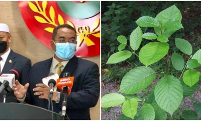 Read more about the article Kedah Assembly urges Putrajaya to legalize Ketum leaves for export purposes 2022