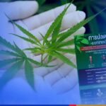 Over 150,000 people in Thailand rush to register for cannabis planting as the crop Is legalized